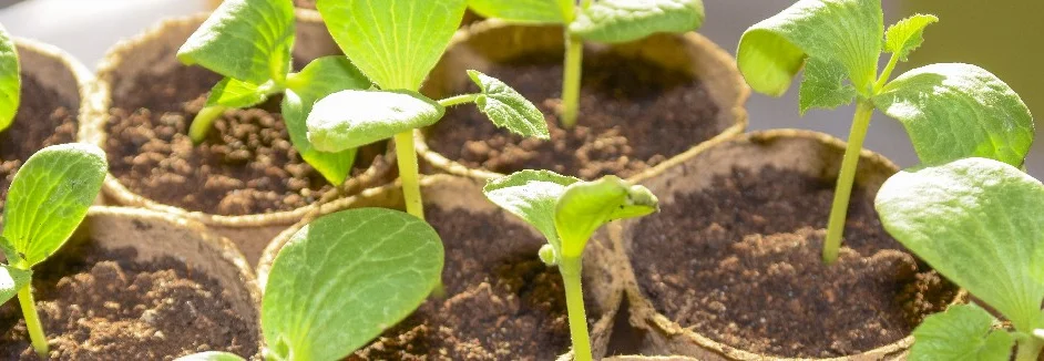 Gurkensetzlinge in Anzuchttöpfen